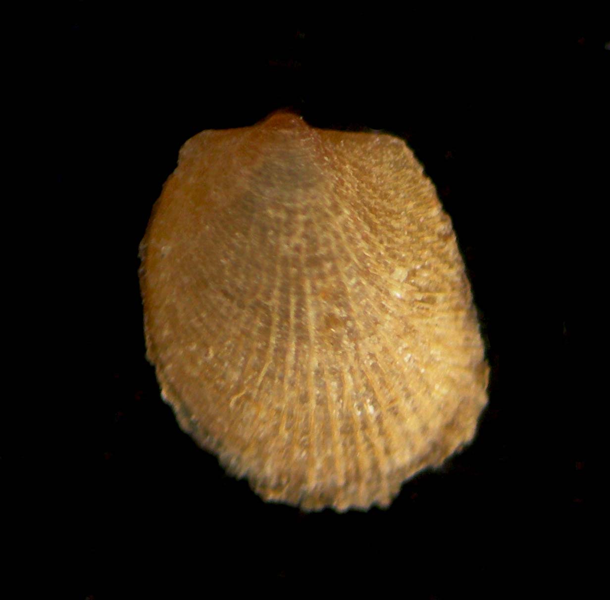 Limopsis tenuis